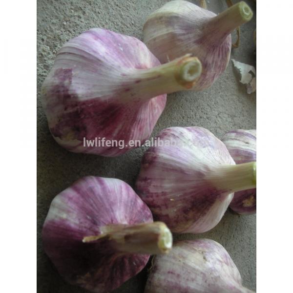 2017 new crop of chinese pink garlic #1 image