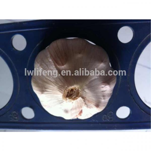 High Quality Chinese White Garlic for sale / Normal White Garlic / Bulk Garlic #1 image