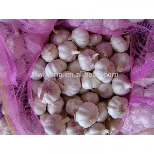 high quality jinxiang 5.0cm white garlic / fresh garlic / chinese garlic #4 image
