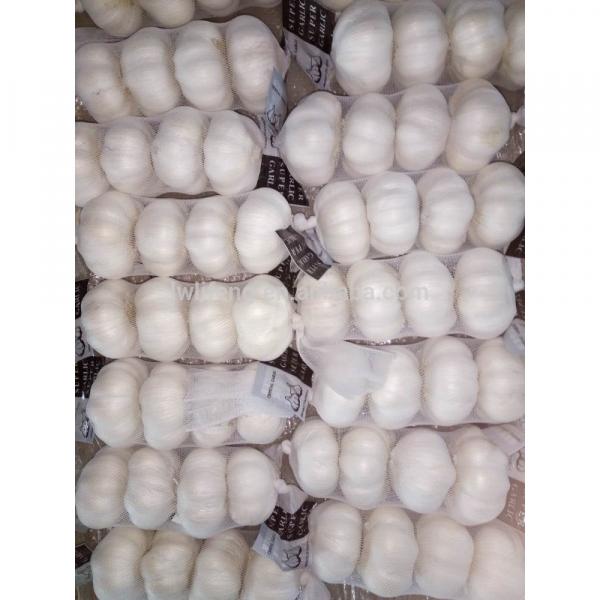 High Quality Chinese fresh White Garlic for sale / Pure White Garlic #2 image