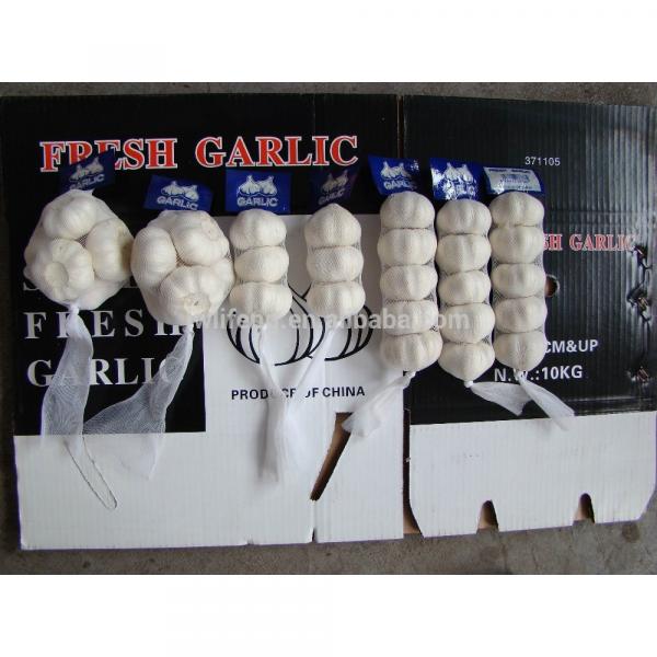 High Quality Chinese fresh White Garlic for sale / Pure White Garlic #4 image
