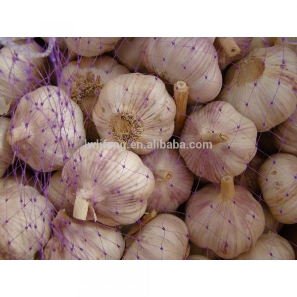 All the year supply perfect high quality chinese garlic / white garlic #2 image