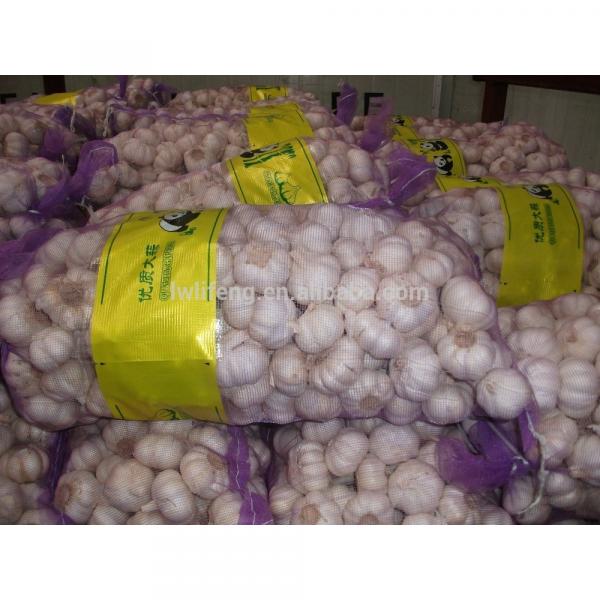 All the year supply perfect high quality chinese garlic / white garlic #3 image