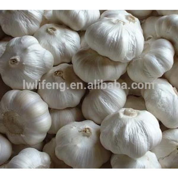 fresh Chinese White Garlic for sale / Pure White Garlic #2 image