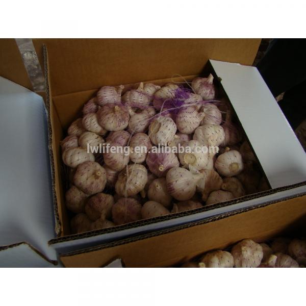 Top quality Chinese Normal White Garlic #2 image