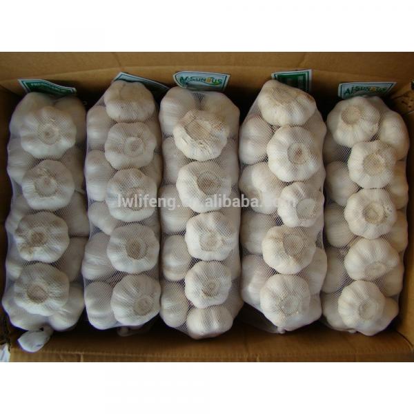 fresh Chinese White Garlic for sale / Pure White Garlic #1 image