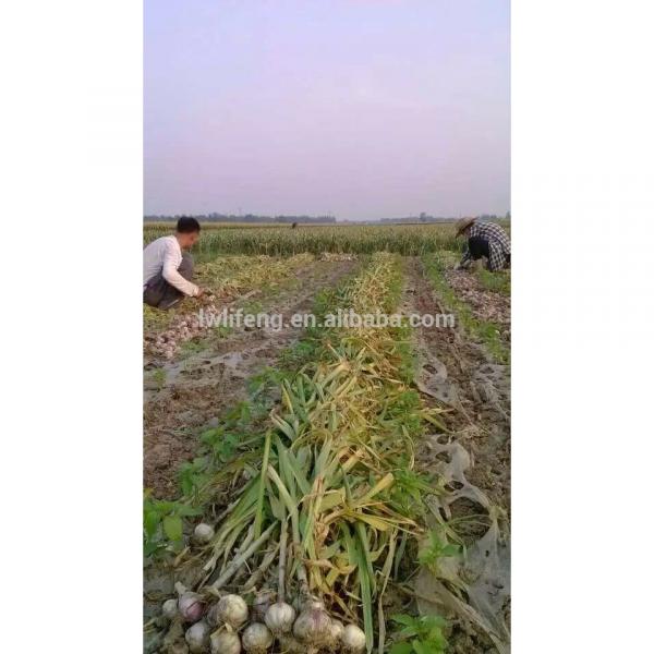 lowest price and high quality Chinese Garlic / White Garlic #3 image