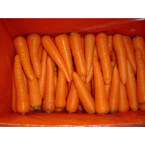 Chinese fresh carrot #1 image