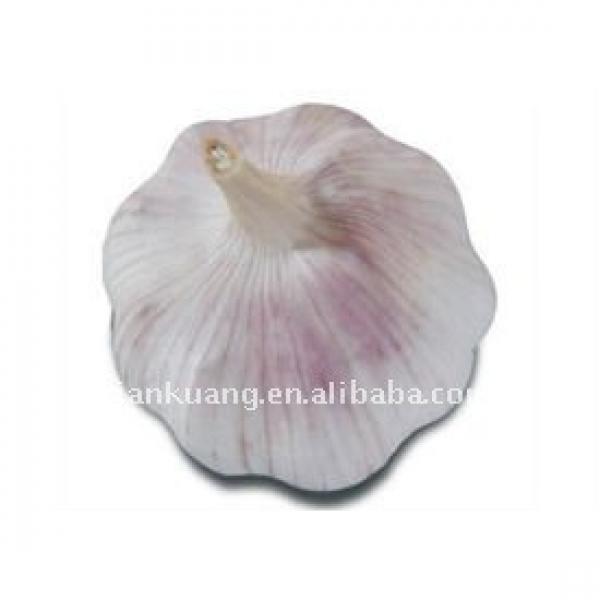 high quality Chinese normal garlic #1 image