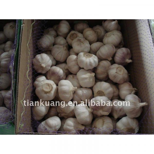 China export garlic #1 image