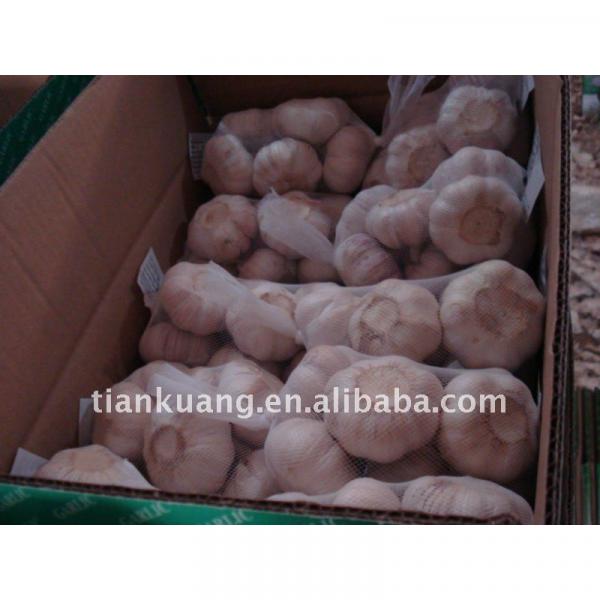 china cheap garlic #1 image